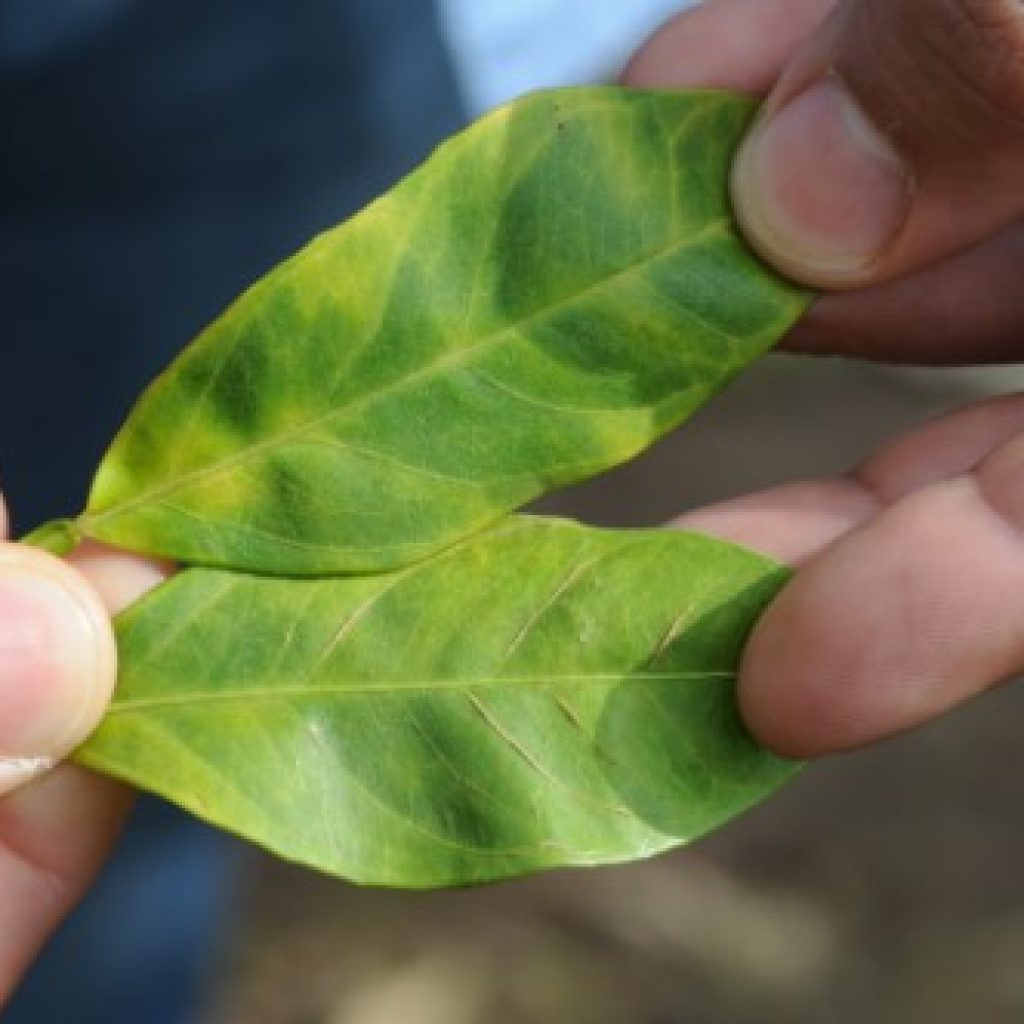Huanglongbing, also known as citrus greening or yellow dragon disease, causes blotchy mottle showing on citrus leaves in a Texas sweet orange grove.  

USDA photo by David Bartels