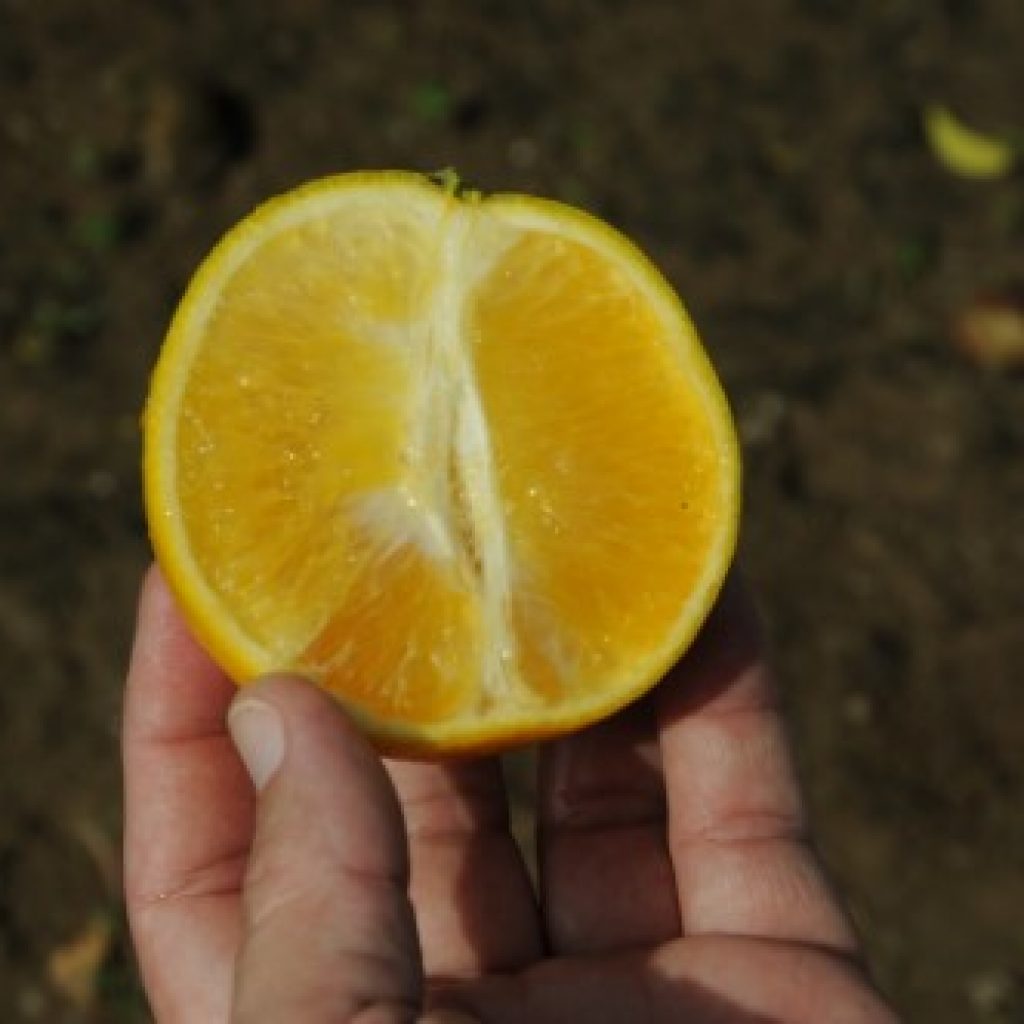 Huanglongbing (HLB), also known as citrus greening, casuses lopsided fruit on in a Texas sweet orange grove.  HLB causes bitter tasting fruit, premature fruit drop, and eventual tree death.

USDA Photo by R. Anson Eaglin