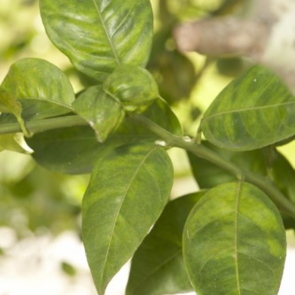 Huanglongbing (HLB), also known as citrus greening, causes blotchy mottle on citrus leaves.  HLB is the most serious threat to American citrus production as it eventually kills infected trees. 

USDA Photo by R. Anson Eaglin